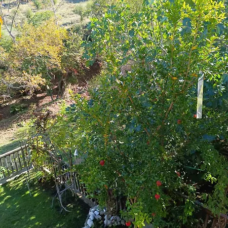 House In The Forest Holiday home Pisia