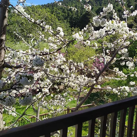 Feriehus House In The Forest