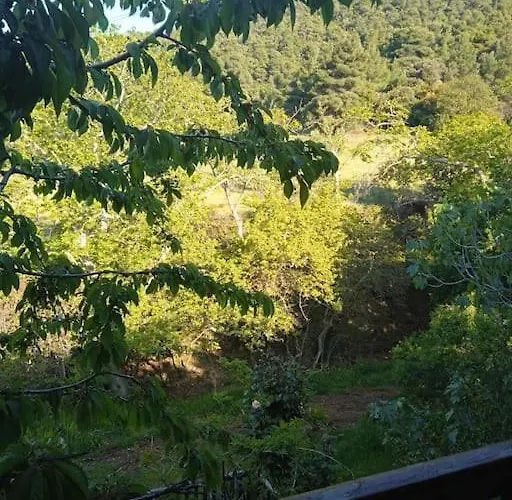 House In The Forest 別荘 Pisia